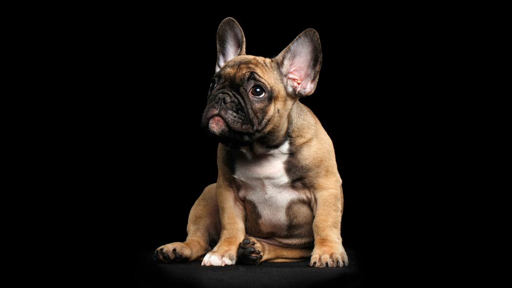 Das schmutzige Geschäft mit den importierten Hundewelpen Französische Bulldogge