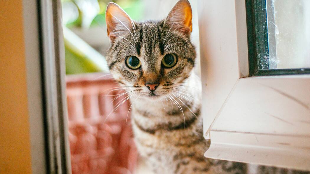 Muss Kater Carlo nach dem Tod seiner Halterin zurück ins Tierheim? Muss Kater Carlo zurück ins Tierheim?
