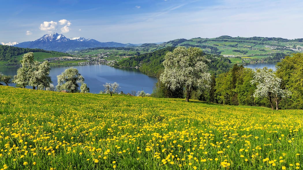 «Wenn eine Art ausstirbt, droht eine Kettenreaktion» PJPAHY View of Lake Zug and Mount Pilatus, in front of the blossoming field of dandelions and pear trees, Walchwil, Canton Zug