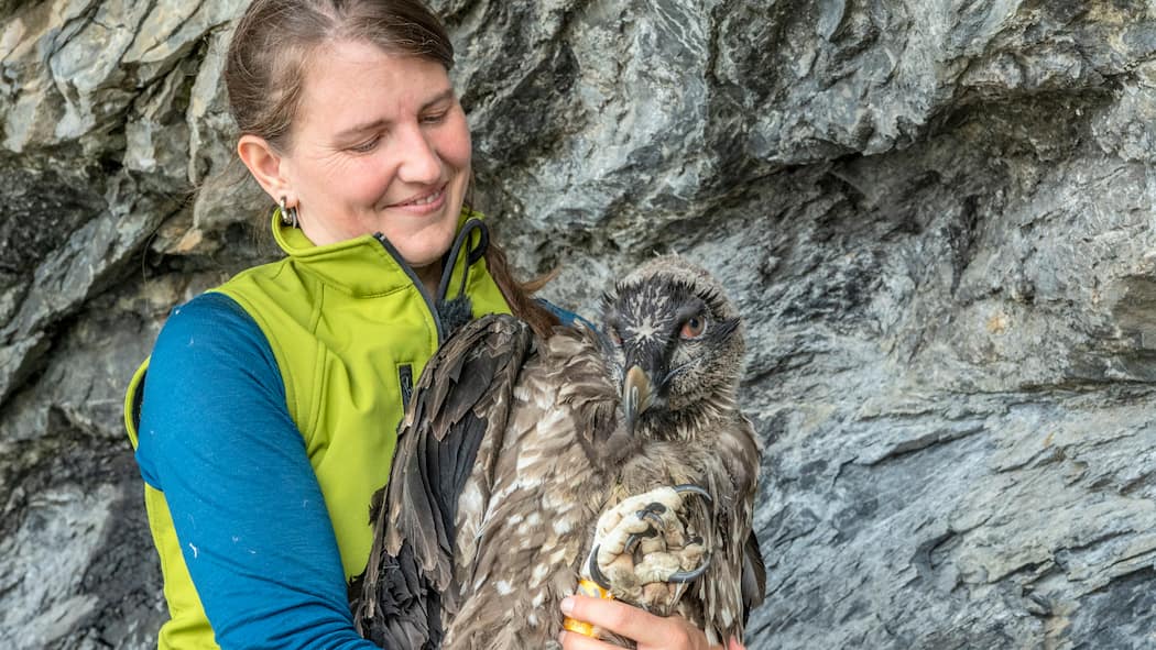 Flugstunden für den Bartgeier Bartgeierauswilderung Melchsee-Frutt 27.6.2021