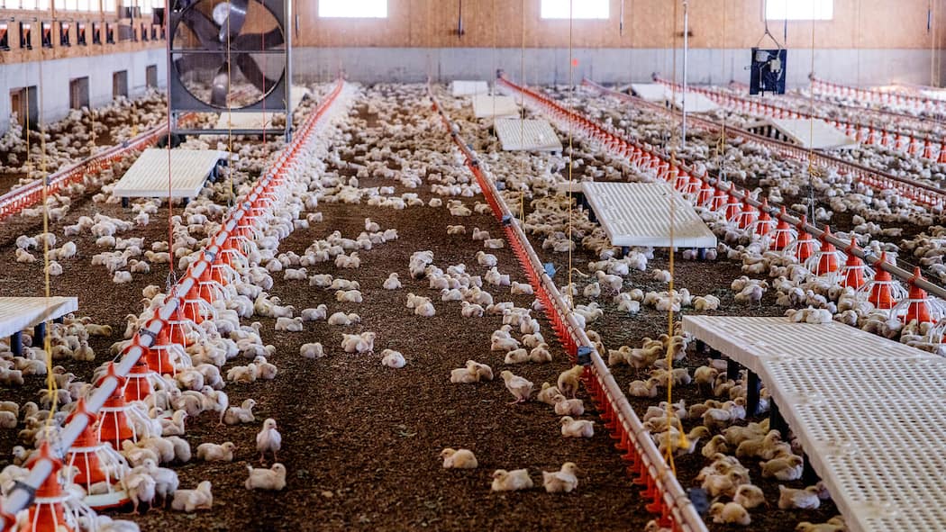 Den Himmel sehen die «Optigal»-Hühner der Migros nie Optigal-Mastbetrieb im Waadtland