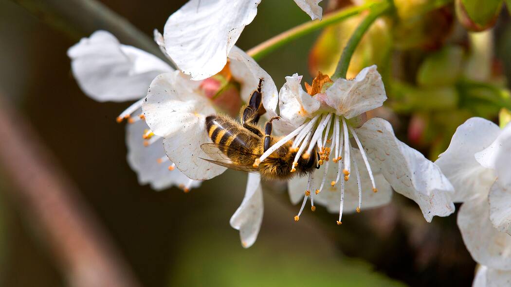 Tierschützer kritisieren Insektenhotels Biene