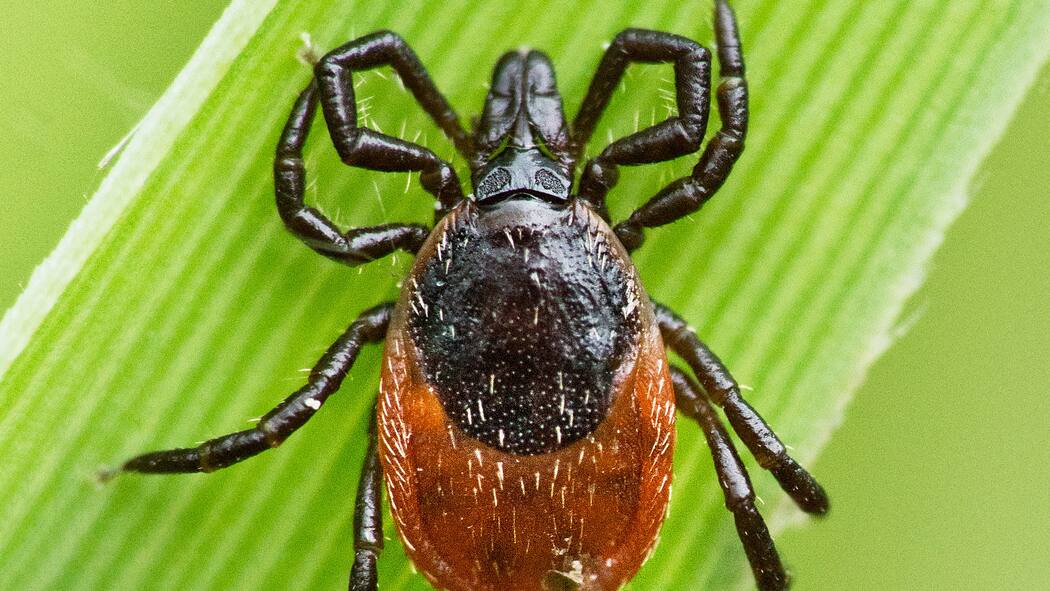 «Die Schweiz ist ein Zecken-Hochrisikoland» Zecke