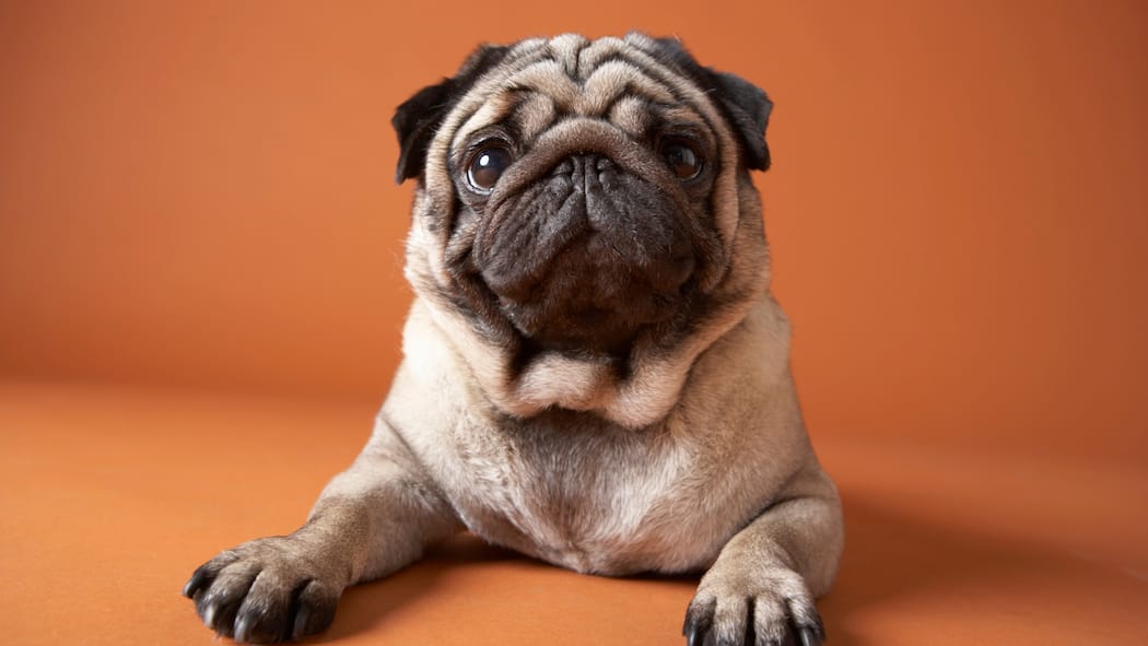 «Jetzt reden wir!» Hund