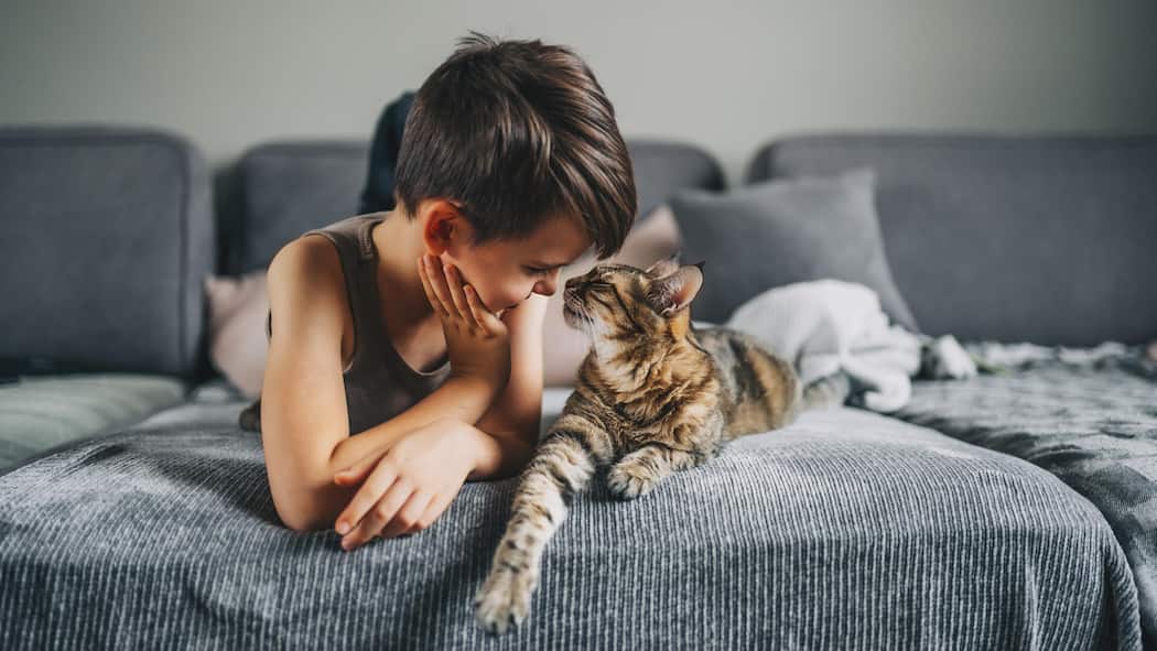 Tiere unter dem Christbaum? Ja, aber ... Little kid boy with his cat pet on the couch. Children and love pets concept. Friendship with aimals