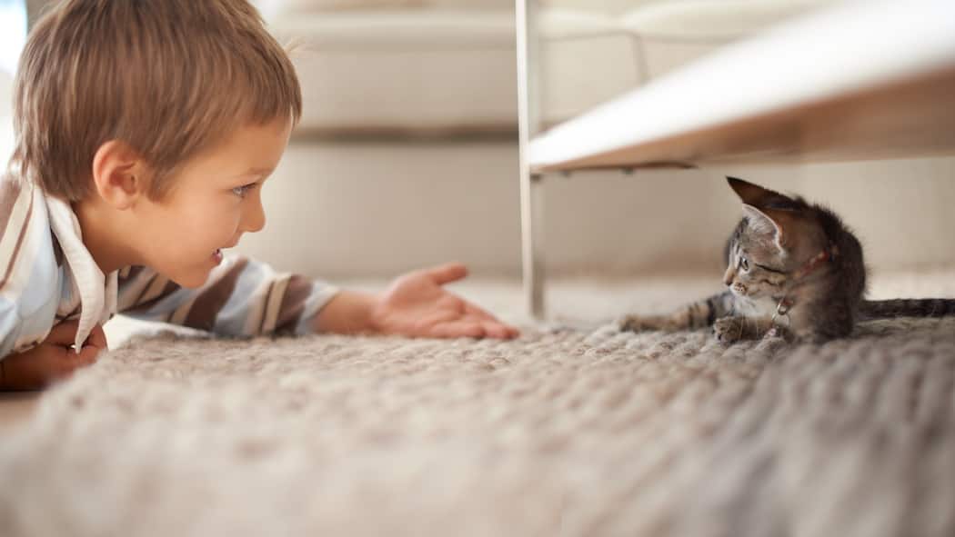 Das Kind betreuen und trotzdem alles bezahlen? Ein kleiner Junge spielt mit einer Katze, die sich unter dem Bett versteckt hat. Bei geschiedenen Eltern, deren Obhut über die Kinder ungleichmässig verteilt ist, stellt sich die Frage, wie sie die Unterhaltskosten für das Kind aufteilen.