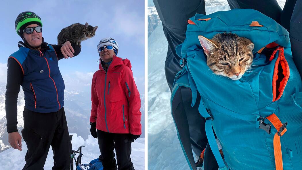 Ein Urner Büsi will unbedingt nach ganz oben Bergführer Stefan Rothenfluh, sein Gast – und das «Berg»-Büsi.