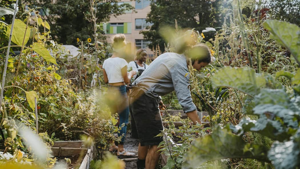 Was für ein Nachbarschaftstyp sind Sie? Testen Sie es hier! Gemeinschaftsgarten - Viele in der Schweiz fühlen sich mit der Nachbarschaft wenig verbunden, sagt eine Studie. Dabei mangelt es nicht an Gelegenheiten, sich im Quartier zu verwurzeln. Eine Übersicht – mit Persönlichkeitstest