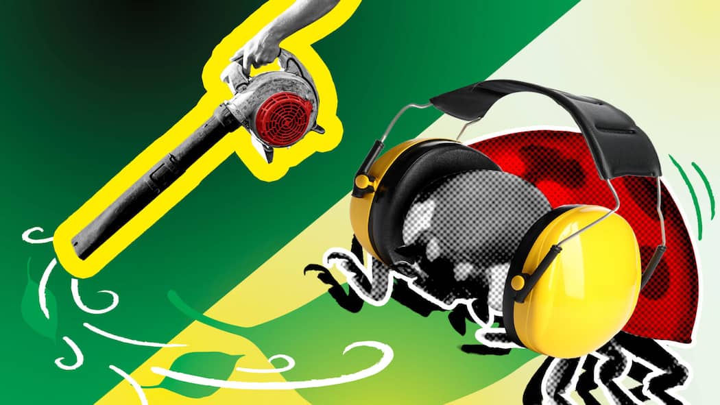 Das gilt in der Schweiz bei Laubbläsern Laubbläser und Marienkäfer mit Ohrschutzhörern vor einem grün-gelben Hintergrund - Wenn der Laubbläser aufheult, bleibt kein Auge trocken. Doch sind die lauten Geräte überhaupt erlaubt? Der Beobachter stellt vier rechtliche Fakten zum Laubbläser vor