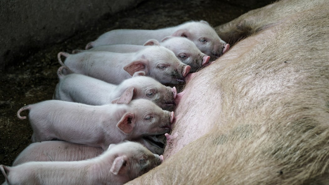 «Wir tragen Verantwortung für die Tiere, die wir essen» Muttersau im Mastbetrieb säugt ihre Ferkel.
