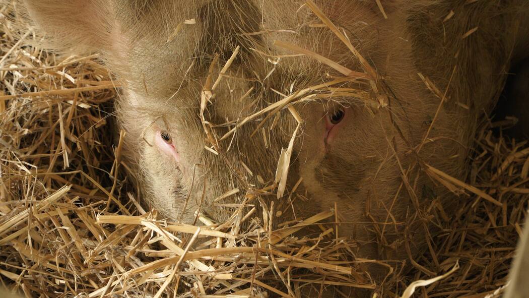 Tiere essen oder streicheln? Glückliche Sau im Stroh