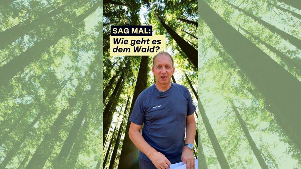 Sag mal: Wie geht es dem Wald? JW player d37bcf60291671d401faebc50b0b1f987ae3f307b4d073e809d620be53c43833