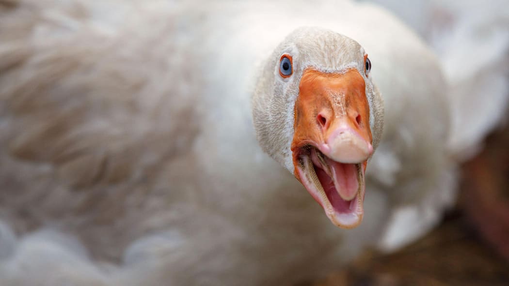 Gans oder gar nicht 2J8MH7E Beak and Face of White Goose. The duck is aggressive she is angry and hissing