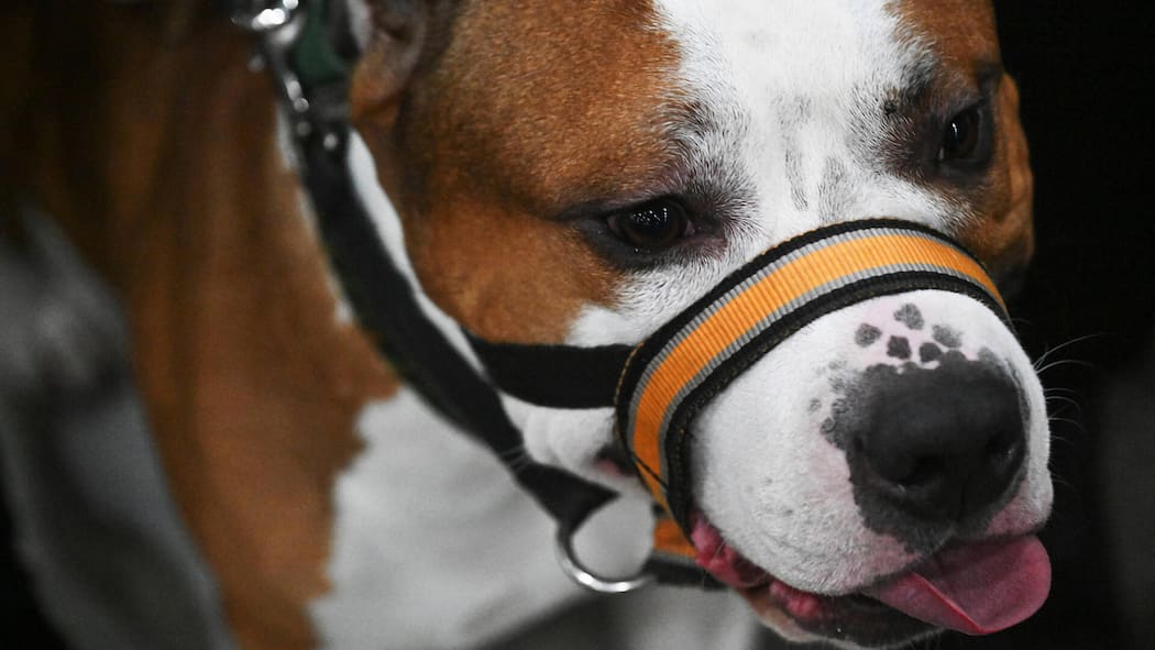 Bundesgericht trennt Hund und Herrchen Russia Dog Show 9047090 15.11.2025 An American Staffordshire Terrier is pictured during the Eurasia dog show at the Crocus Expo International Exhibition Centre in Krasnogorsk, outside Moscow, Russia. Kirill Kallinikov / Sputnik Moscow Russia PUBLICAT…