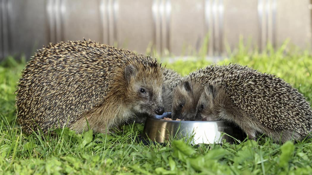 Igelfutter? Gut gemeint – aber potenziell tödlich Igelfutter-Fertigmischungen sind ungeeignet für die possierlichen Tiere. Sie schaden mehr, als sie helfen.