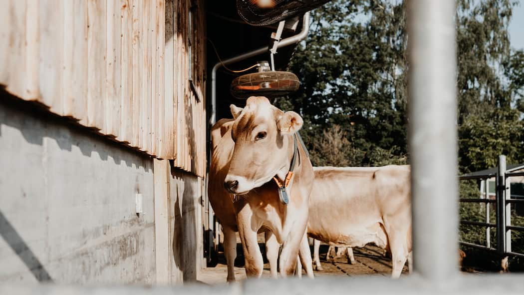 Bauern protestieren gegen Milchpulver-Import für Toblerone Kuh auf Bauernhof Braunvieh Kuh Rinder Rind Milchkuh Milchkühe Tierhaltung Kuhhaltung1205663656