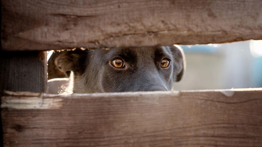 Kein Gratis-Anwalt für unbelehrbaren Halter Frightened dog eyes. The head of the dog visible from behind the boards. The dog is watching what is behind the wooden fence. Outdoor photo
1335991028