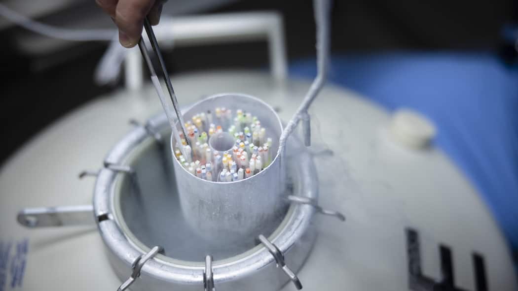 Meine Eizelle gehört mir? Nicht unbedingt Ein Embryologe platziert Roehrchen mit gefrorenen Eizellen bei der Vitrifizierung von Eizellen in einem Lagerungstank fuer Kryokonservierung, gefuellt mit fluessigem Stickstoff, im IVF Labor der OVA IVF Klinik, am Dienstag, 21. November 2023 in Zueri…