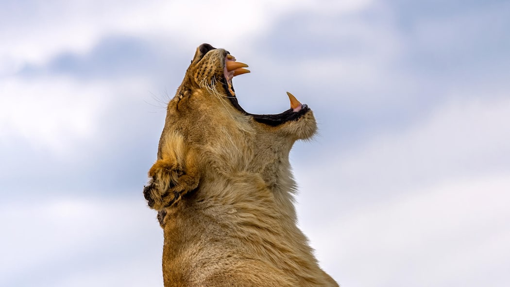 Grüezi aus der Zuckerwattenwelt Lioness yawning, roaring on the rock at wild
Original File ID: 1327505241