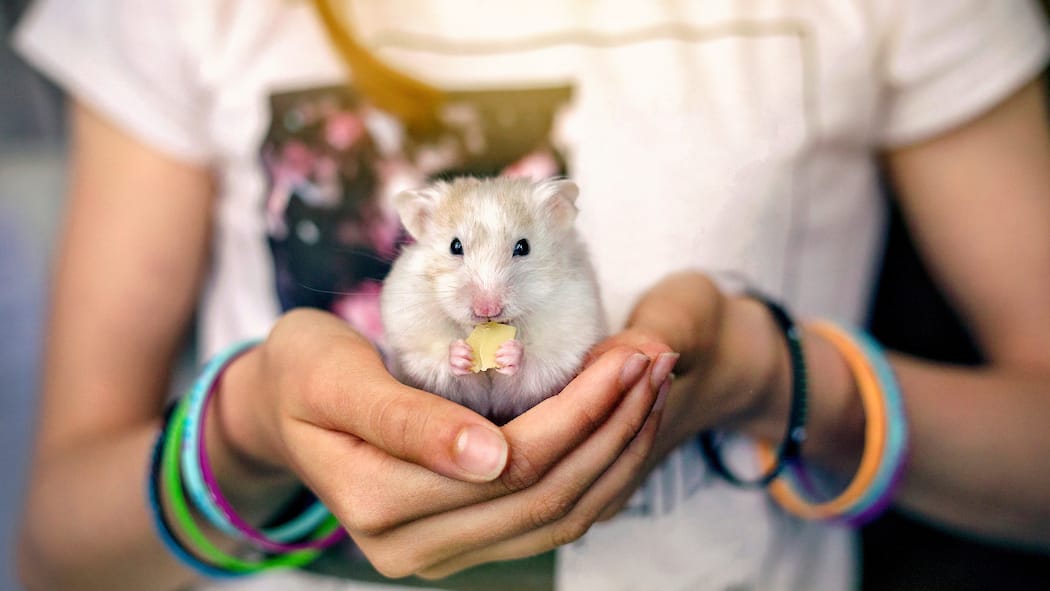 Müssen die Eltern dem Kauf nicht zustimmen? Ein Mädchen hält einen weissen Goldhamster in ihren Händen, welches an einem kleinen Stück Käse knabbert.