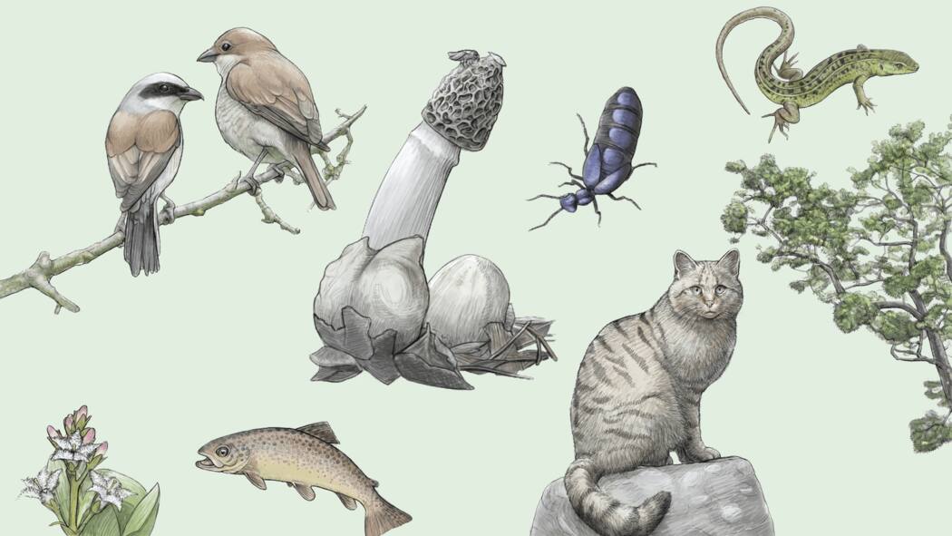 Die vergessenen Stars von 2020 Tier des Jahres, Pflanze des Jahres, Baum des Jahres & Co.: Die vergessenen Stars von 2020