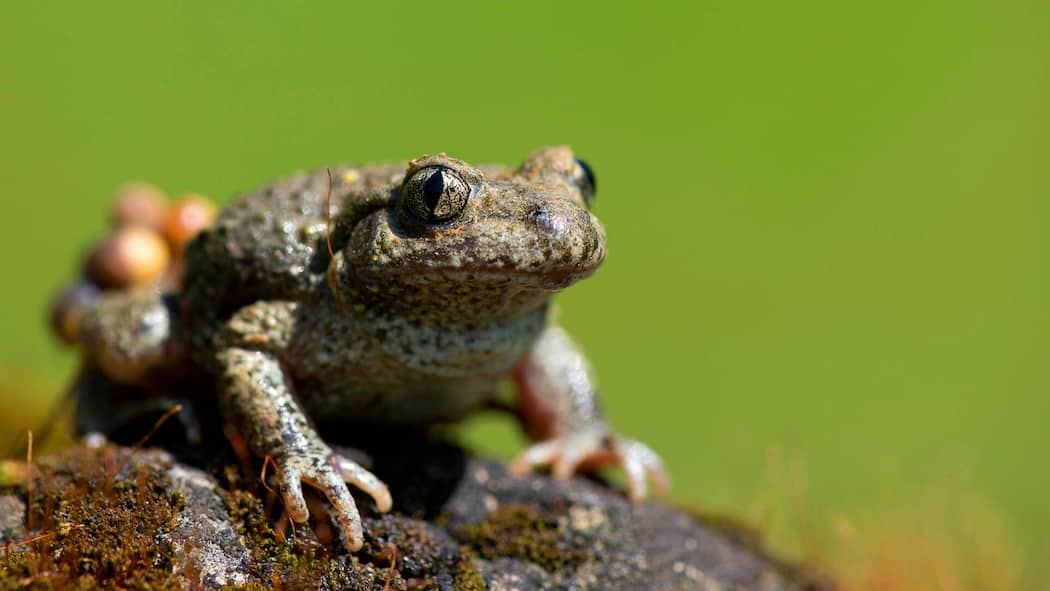 Eine Krötenfamilie gewinnt vor Bundesgericht Geburtshelferkroete, Geburtshelfer-Kroete, Glockenfrosch, Glocken-Frosch, Steinkroete, Stein-Kroete Alytes obstetricans, sitzt auf einem Stein, Belgien, Limburg midwife toad Alytes obstetricans, sits on a stone, Belgium, Limburg BLWS546718 Copyright:…