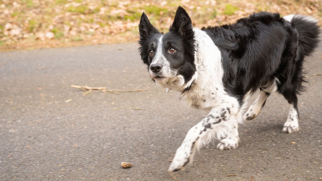 Wie reagieren, wenn ein Hund angreift? Hund auf der Hut im Wald. Nach Corona hat die Hundedichte in der Schweiz deutlich zugenommen. Das führt zu mehr Konflikten zwischen den Vierbeinern. So verhalten Sie sich richtig.