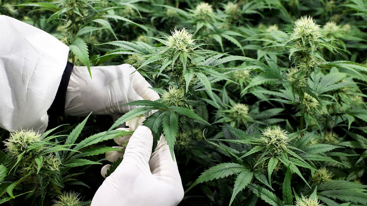 Kanton Zürich warnt vor CBD-Produkten