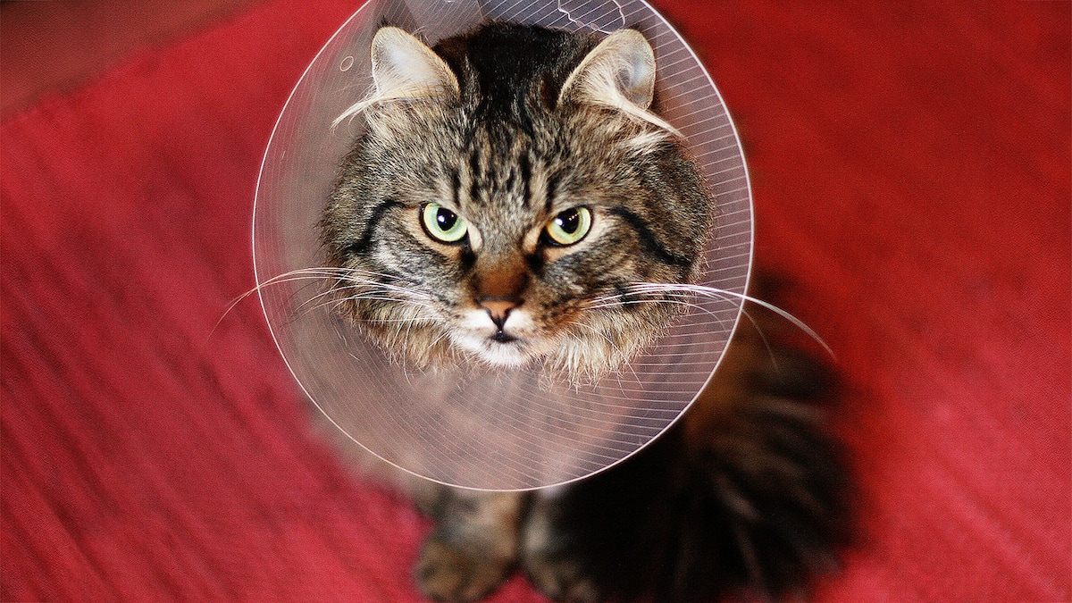 Dank Spenden können Coco und Alba zum Tierarzt Dank Spenden können Coco und Alba zum Tierarzt