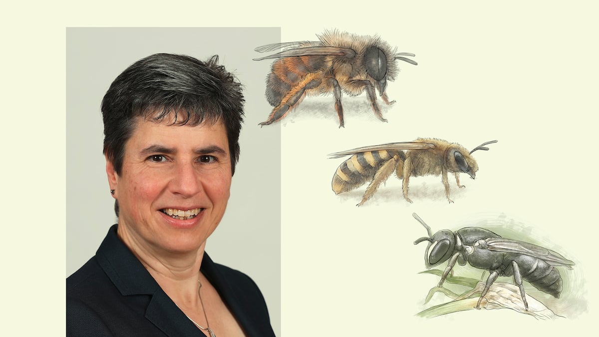 Wildbienen in der Schweiz: Gespräch mit Biologin und Tipps für Bienenfans Wildbienen in der Schweiz: Gespräch mit Biologin und Tipps für Bienenfans