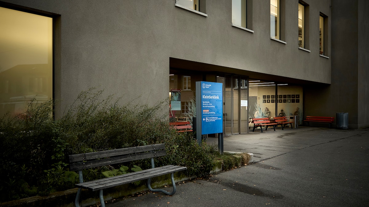 Tierspital Zürich: Neuer Prüfbericht kritisiert Betreuung von Studierenden