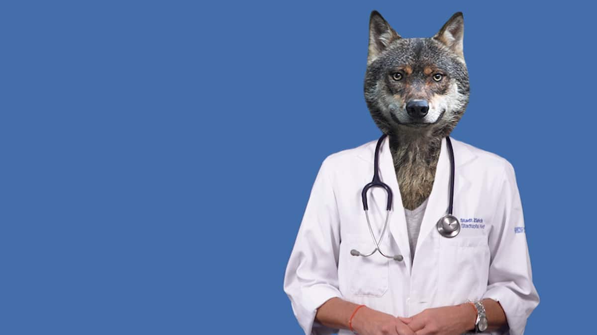 Einen Wolf laufen was dagegen hilft Beobachter