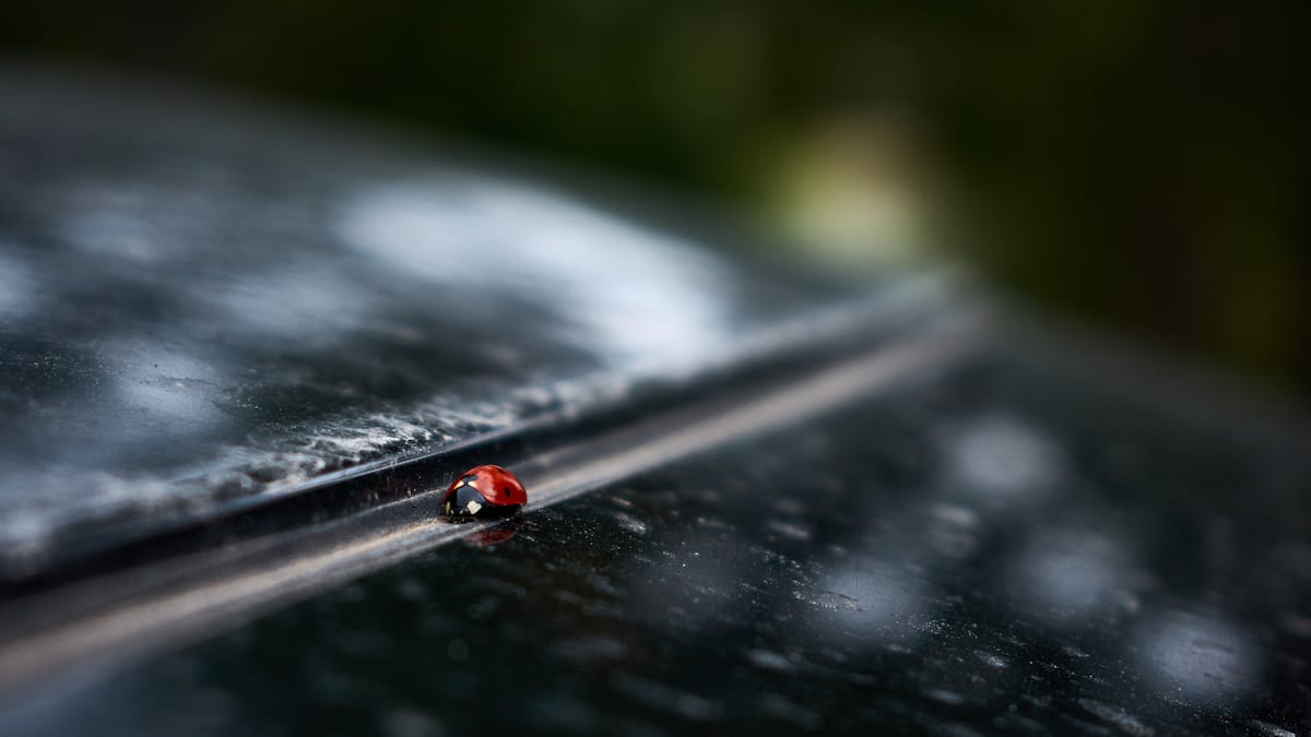 Ein Glückstag für Sünder