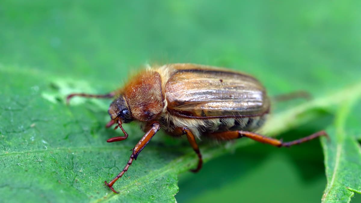 Junikäfer im Anflug? So werden Sie die lästigen Brummer wieder los Junikäfer im Anflug? So werden Sie die lästigen Brummer wieder los