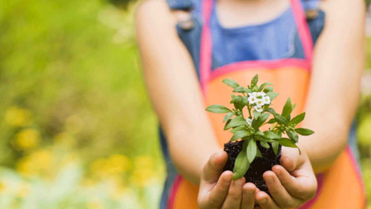 Gärtnern leicht gemacht Beobachter