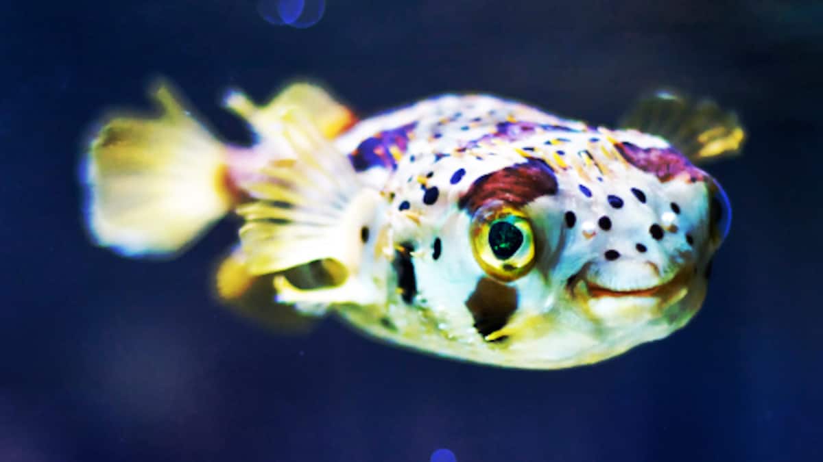 Смешные морские рыбы. Смешные рыбы. Рыба которая улыбается. Смешные рыбы. Морские животные скат.