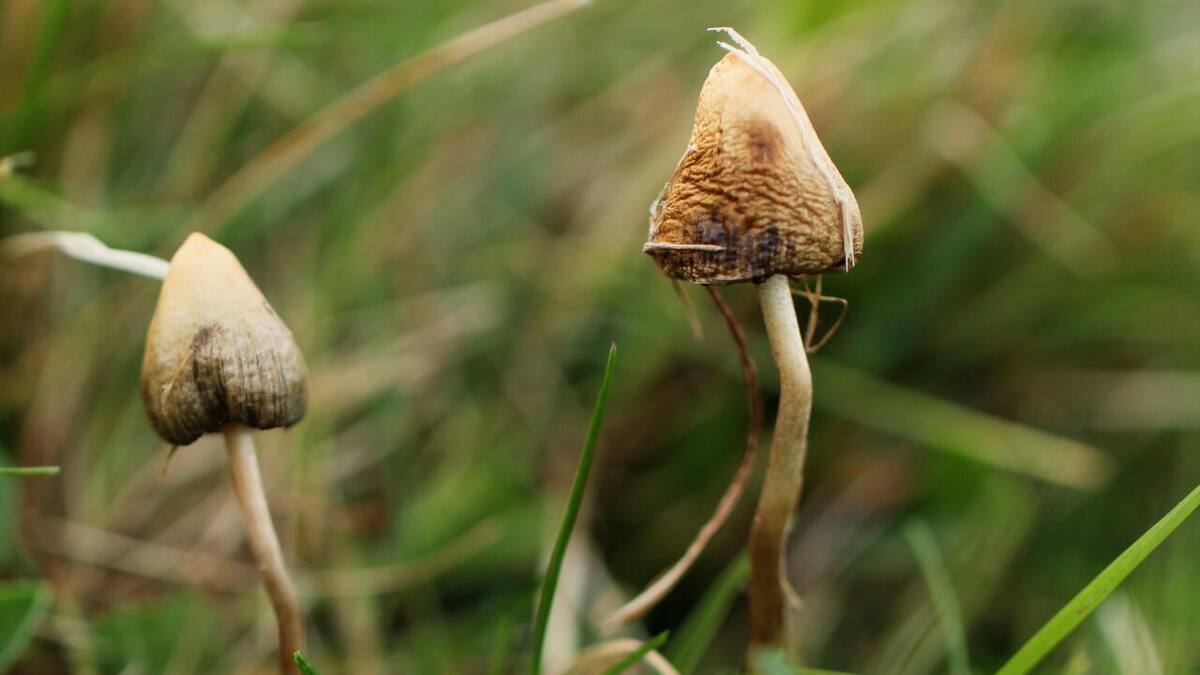 Gift oder Rausch? Der Zauberpilz-Boom bringt Kontrolleure in die Zwickmühle Gift oder Rausch? Der Zauberpilz-Boom bringt Kontrolleure in die Zwickmühle