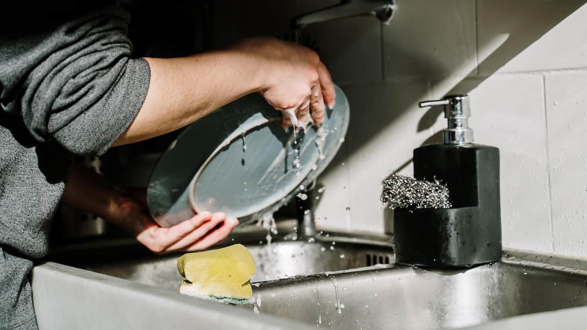 Kitchen sponge becomes a breeding ground for germs