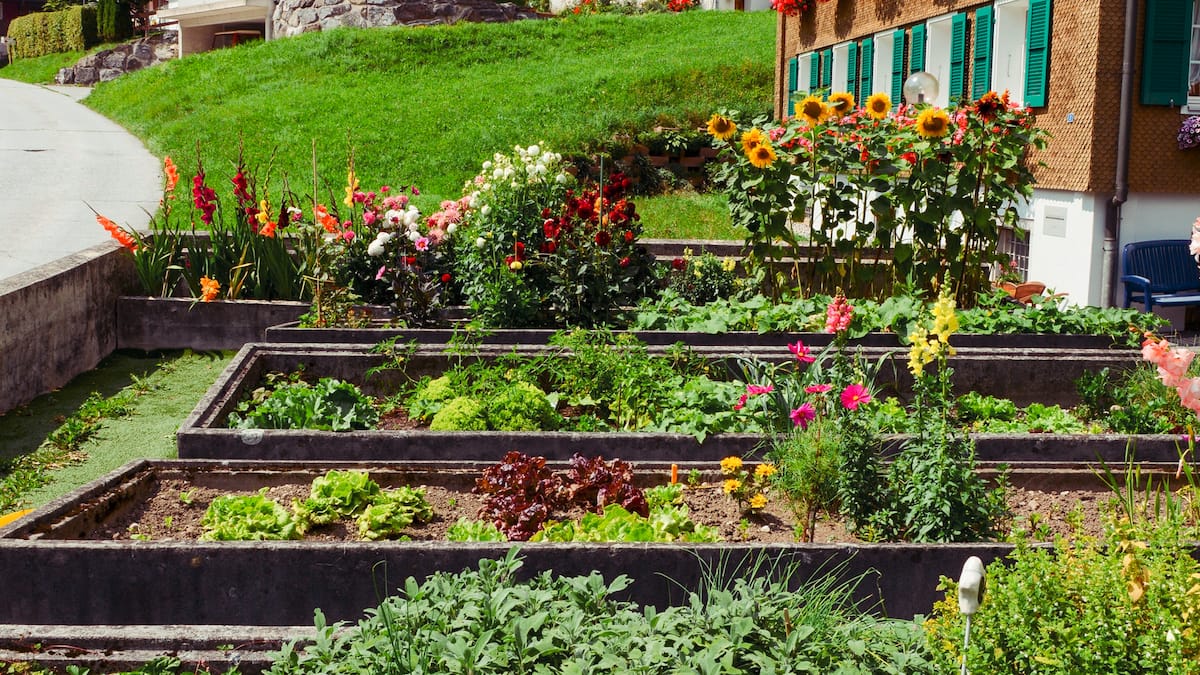 Away with the lawn, bring on the vegetables!