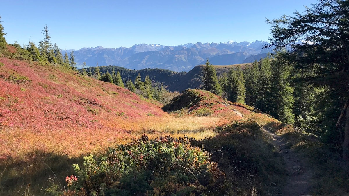 Diese 7 Wandertipps führen Sie durch mystische Moorlandschaften Diese 7 Wandertipps führen Sie durch mystische Moorlandschaften