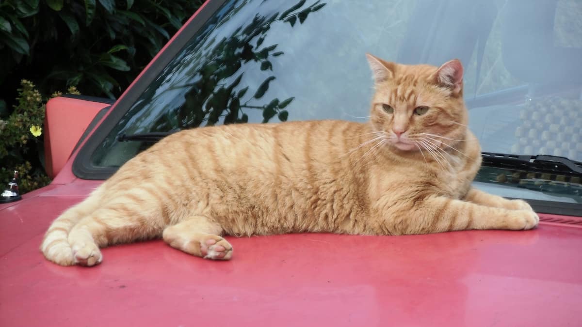 Kater ertrunken – Pool-Besitzer freigesprochen