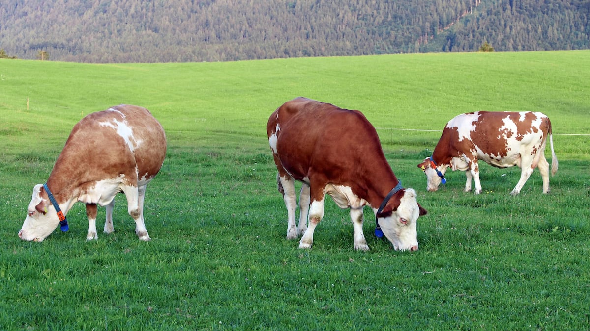 Electric shock via app: Will our cows soon suffer?