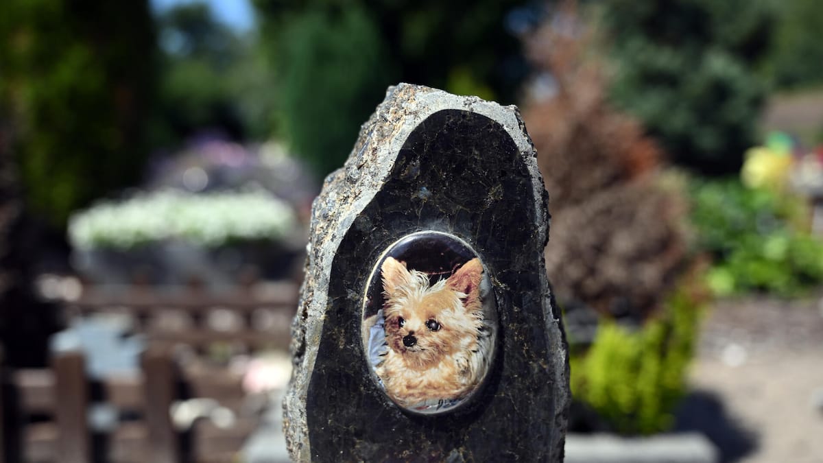 Warum uns die Trauer um ein Haustier so mitnimmt