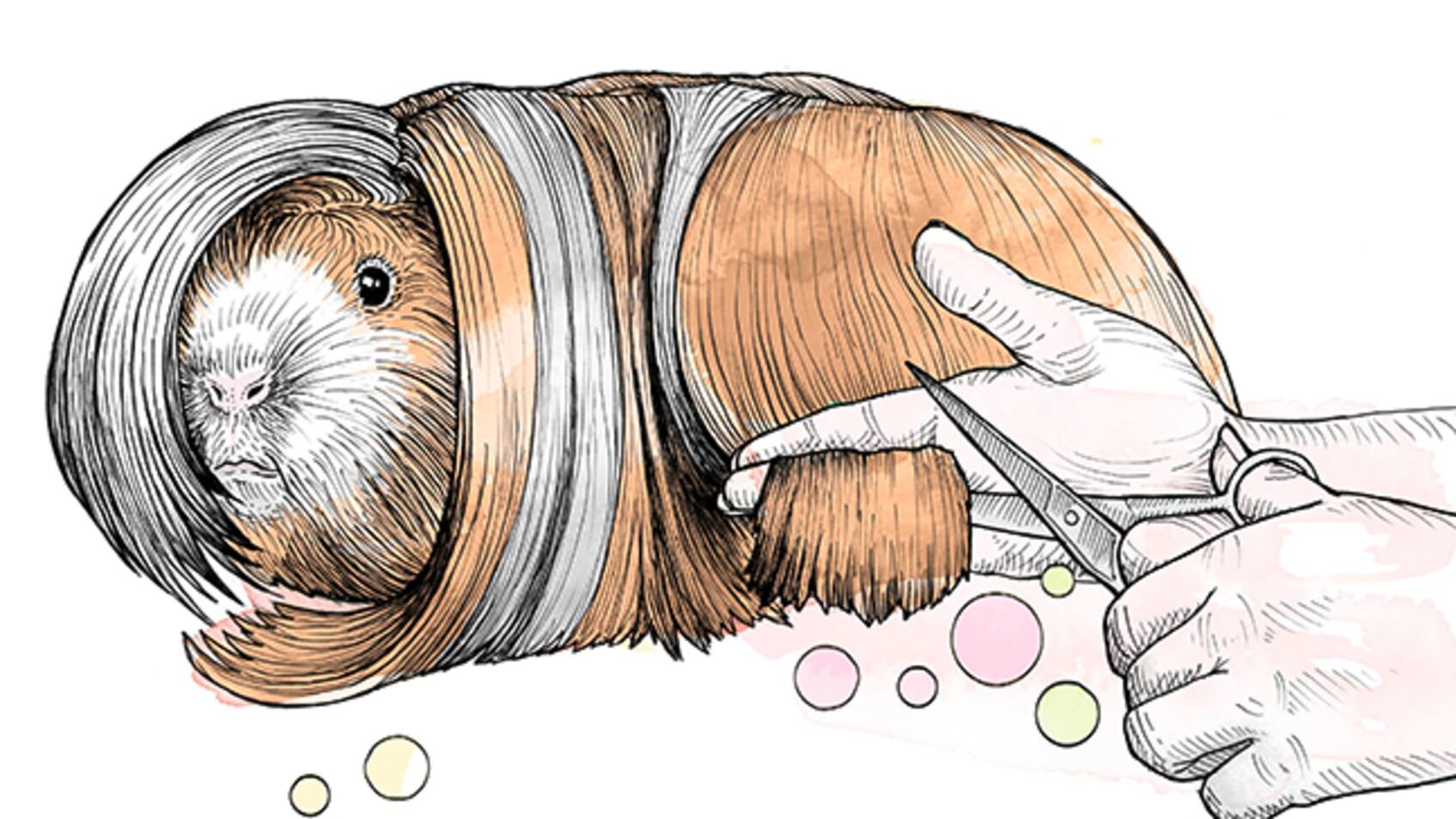 Meerschweinchen halten