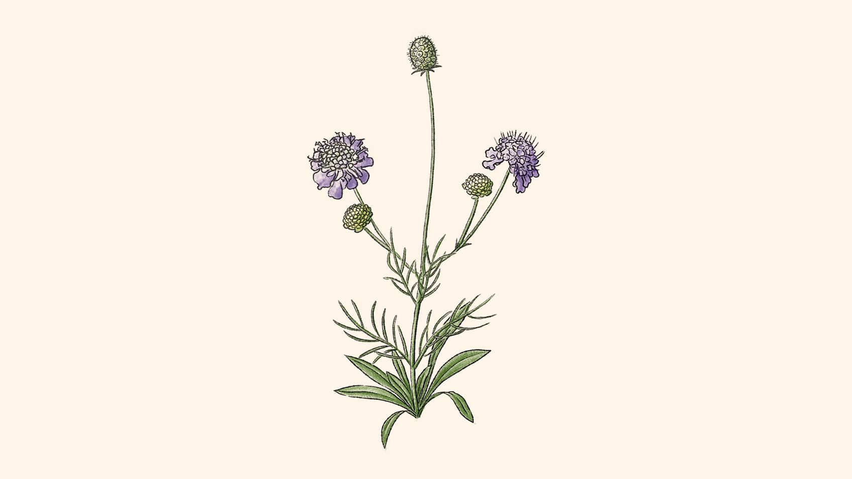 Illustration: Skabiosa