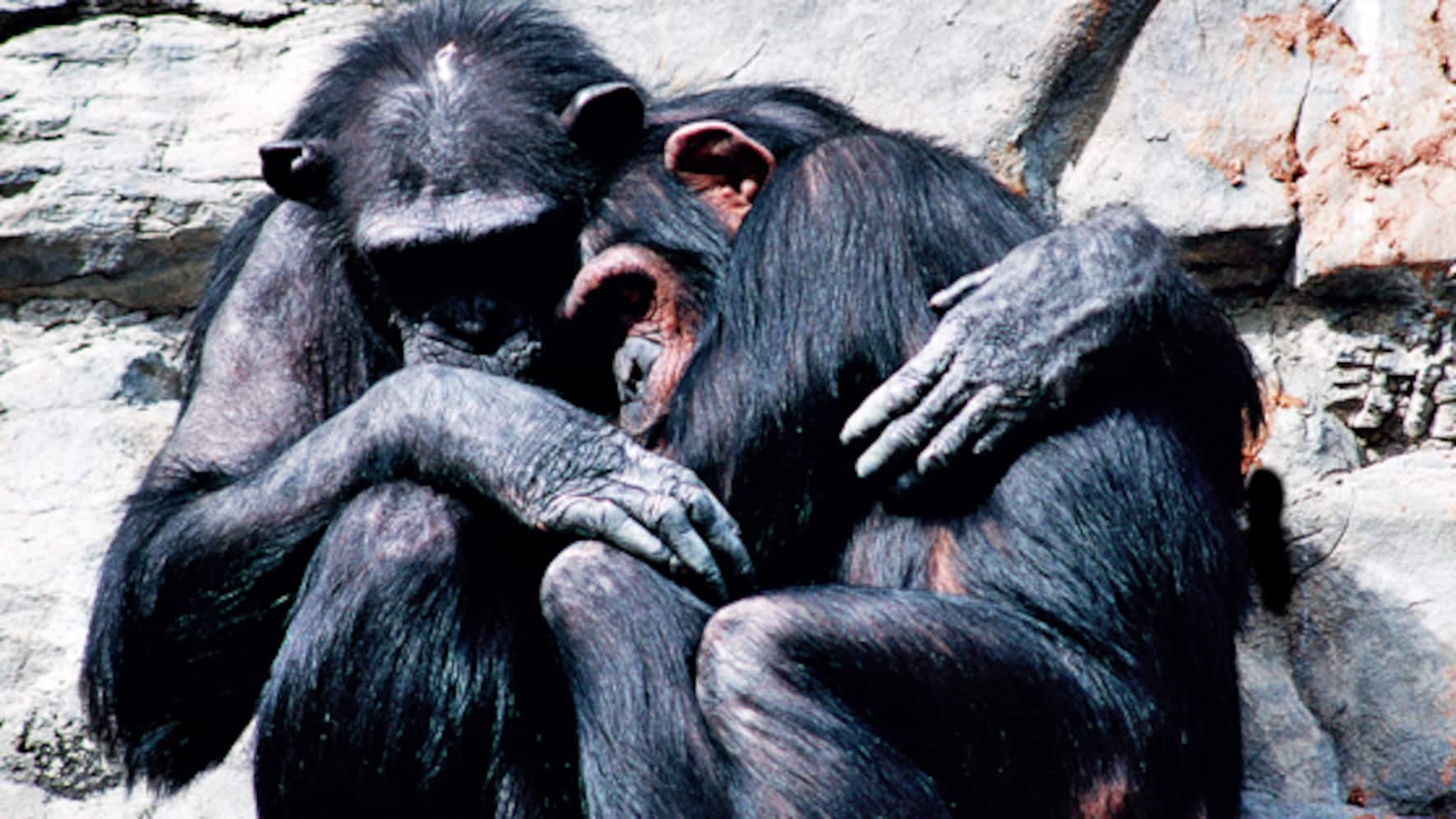 Tierliebe stärkt Mitgefühl und emotionale Ausgeglichenheit