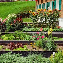 So gelingt der perfekte Gemüse- und Kräutergarten Wunderschöner Gemüsegarten mit Blumen im Hintergrund - Gemüse und Kräuter selbst ziehen? Kein Problem – mit diesen Expertentipps gelingt das Anlegen eines Gartenbeets