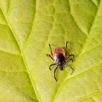 Zecken sind gefährlicher als gedacht Laut einer neuen Studie der Universität Zürich macht fast jede Zecke krank. Hier eine Zecke aus einem Wald in Spiez.