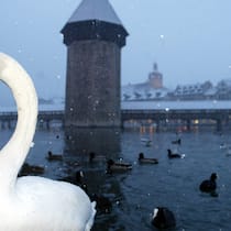 Ein Vogel macht den Abflug Schwan vor der Luzerner Kapellbrücke. Ein Schwan stürmt über die Autobahn bei Luzern. Das sagt einiges über seine Lebens- und Arbeitsbedingungen im dortigen Seebecken.