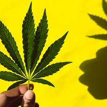 Legales Gras lässt auf sich warten Person hält Cannabispflanze in der Hand.
